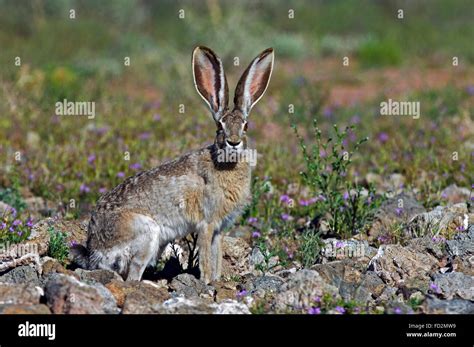 Black-tailed jackrabbit / American desert hare (Lepus californicus ...