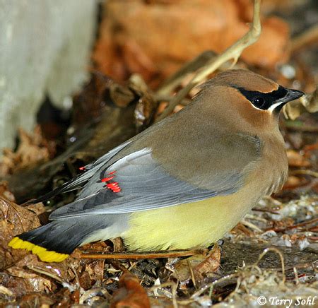 Identification Keys and Tips - Cedar Waxwing vs. Bohemian Waxwing