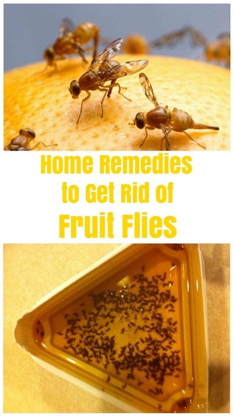 How to Get Rid of Fruit Flies and Kill Them? - Fruit Flies Repellent