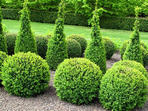 Here are 12 popular needled and broadleaf evergreen shrubs, including ...