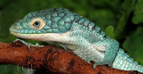 Endangered Species Spotlight: Arboreal Alligator Lizard | Featured Creature