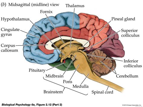 brain diagram | Anatomy System - Human Body Anatomy diagram and chart ...