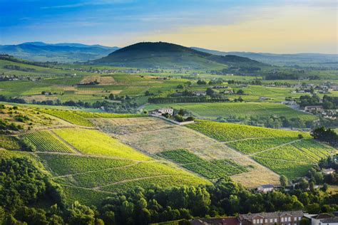 Dans les vignes du Beaujolais