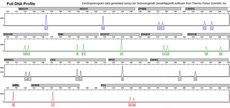 Diagram Profiling Dna Fingerprinting