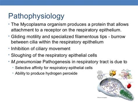 Symptoms Of Mycoplasma Pneumonia