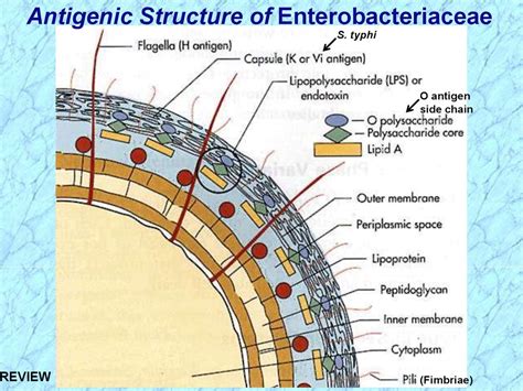 Introduction to Enterobacteriaceae - презентация онлайн