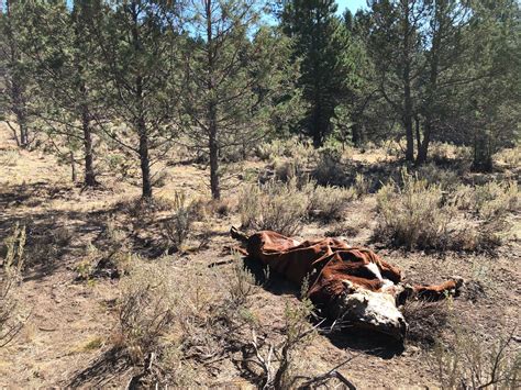 Flipboard: Mysterious rash of cattle mutilations in Oregon