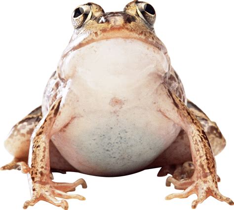 Frog Png Image Transparent HQ PNG Download | FreePNGimg