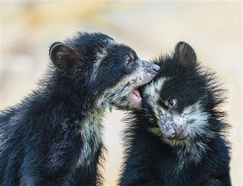 Andean Bear Sibling Cubs Photograph by William Bitman - Fine Art America