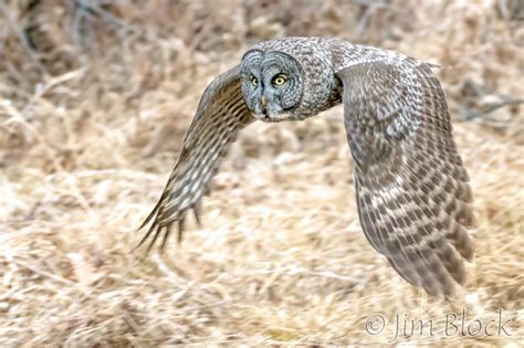 Great Gray Owl in Action - Jim Block Photography