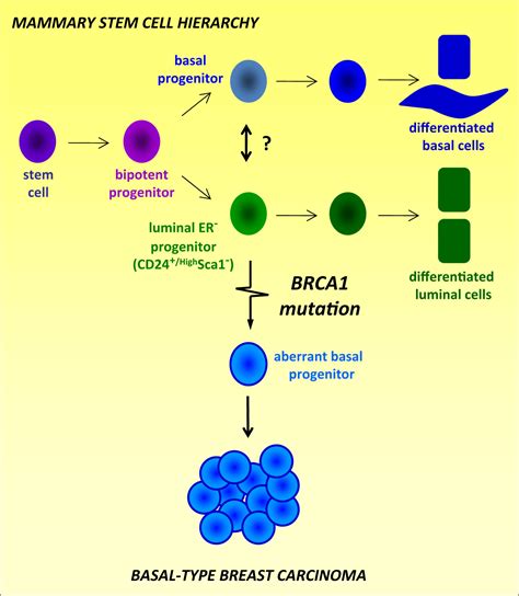 Cancer Cell of Origin: Spotlight on Luminal Progenitors: Cell Stem Cell