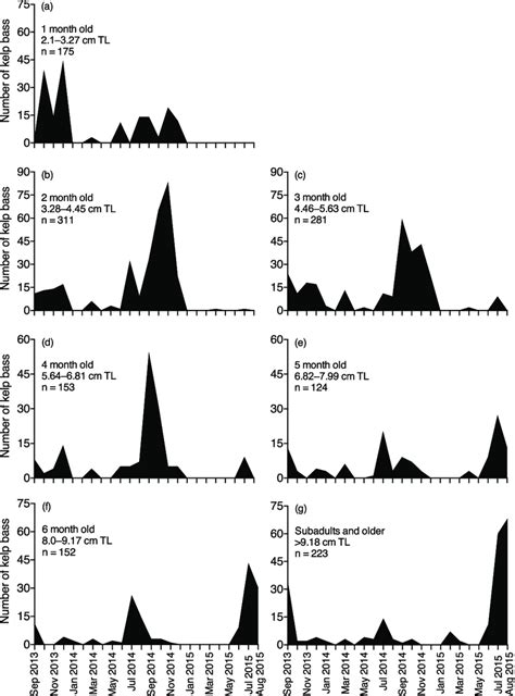 Monthly abundance of kelp bass P. clathratus observed amongst eelgrass ...