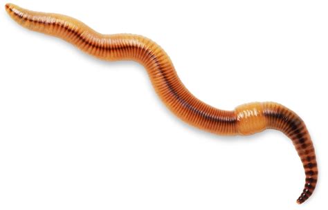 Earthworm Facts | Information About Worms | DK Find Out