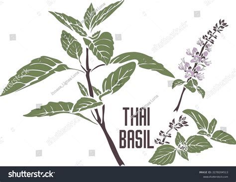 Thai Basil Plant Color Vector Silhouette Stock Vector (Royalty Free ...