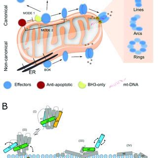 The BCL-2 family of proteins. (A) Regulation of apoptosis by the BCL-2 ...