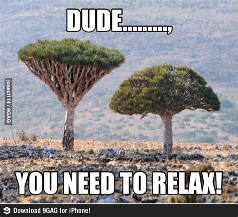 This tree needs to calm down | Really funny, Funny, Funny pictures