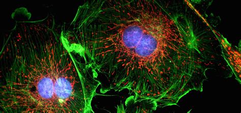 Cell Sciences Imaging Facility (CSIF)