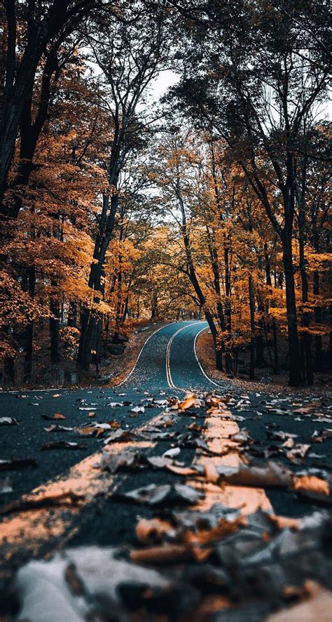 Autumn Road With Leaves IPhone, travel road forest autumn HD phone ...