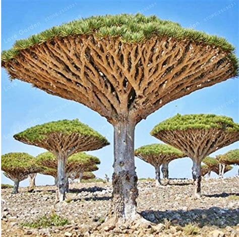 US$ 2.91 - 10Pcs/Bag Dragon Blood Tree (Dracaena cinnabari Balf ...