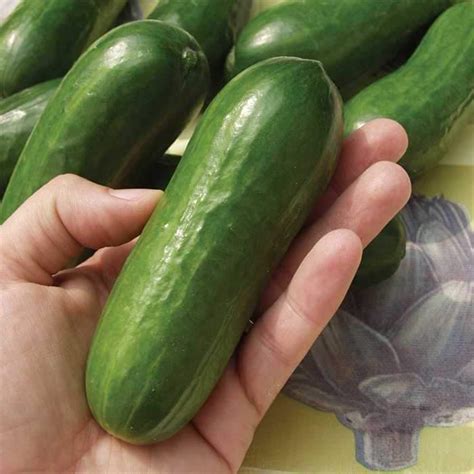 Salad Bush Hybrid Cucumber Seeds Cucumber Canning, Cucumber Plant, Cucumber Seeds, Cucumber ...