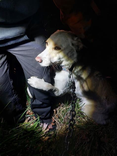 Dog left chained to barbed wire fence hugs her rescuers in pure gratitude - Pet Rescue Report