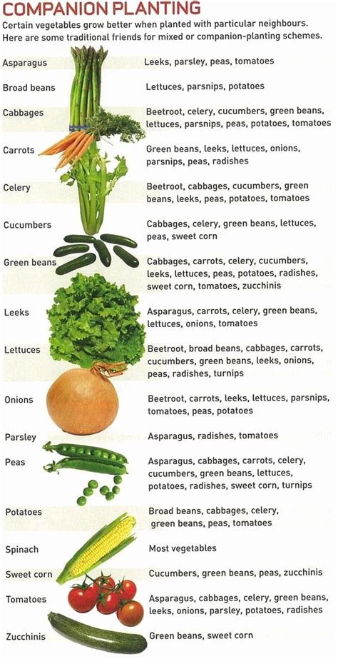 Seed Planting Chart