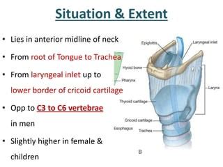 Laryngeal Inlet