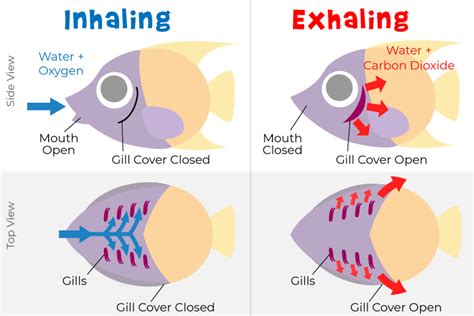 How Do Gills Work On A Fish - Rectangle Circle