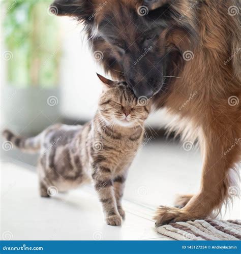 Cat and Dog Friends Together Indoors. Friendship between Pets. Stock Photo - Image of brown ...