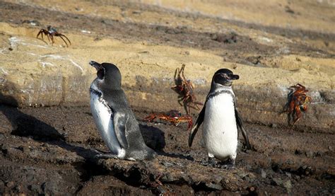 Galapagos Penguin - Facts, Diet & Habitat Information