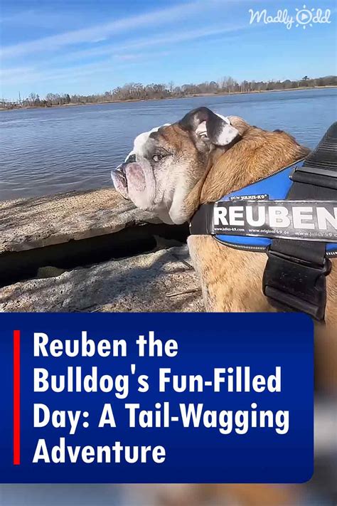 Reuben the Bulldog’s Fun-Filled Day: A Tail-Wagging Adventure