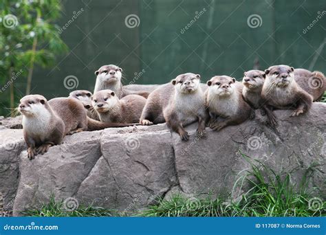 Otter Family Royalty Free Stock Photography - Image: 117087