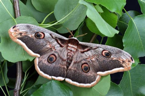 Giant Grey Sphinx Moth