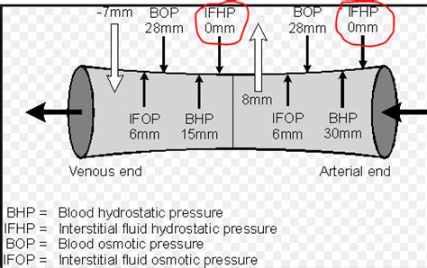 What is interstitial fluid pressure, step 2 costco, no carb diet list