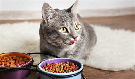 Best Cat Food Brands: The Top 15 List - ListsForAll.com