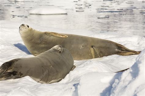 Crabeater Seal - Stock Image - C024/5104 - Science Photo Library