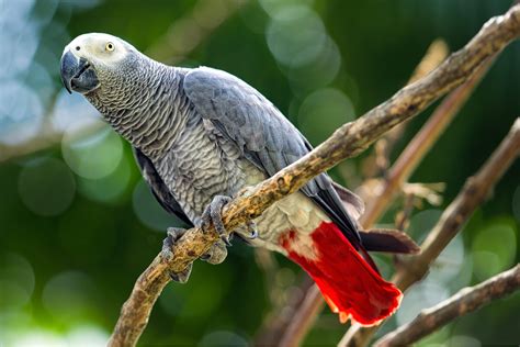 El loro gris africano: una especie amenazada - Mis animales