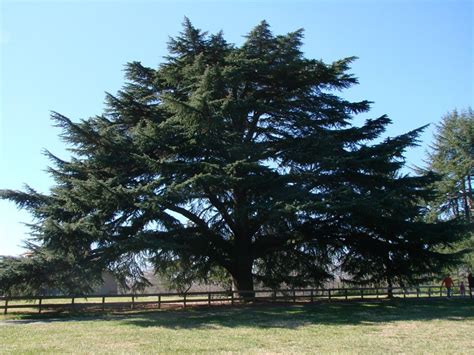 Deodar cedar - Urban Forest Dweller