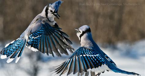 Blue Jay - American Bird Conservancy