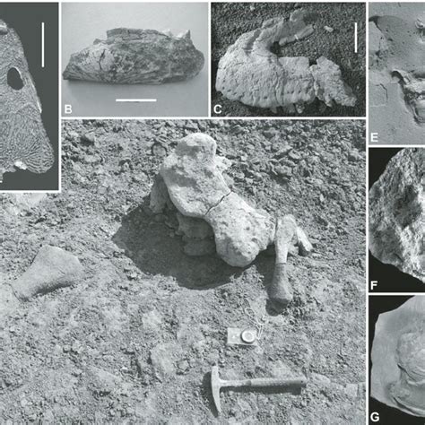 Characteristic tetrapod fossils from the Early Jurassic of Poland: (A)... | Download Scientific ...