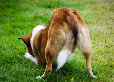 Can Dogs Get Hemorrhoids? | PetMD