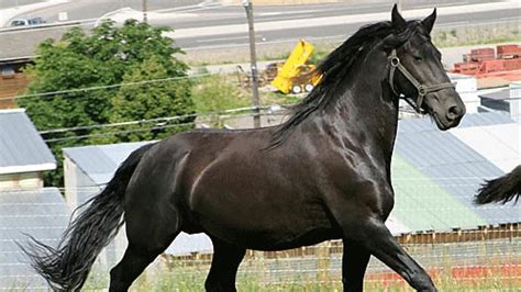 Canadian horse on verge of extinction, warns watchdog - British Columbia - CBC News