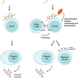 Conjugate vaccine technology used in meningococcal A vaccine for ...