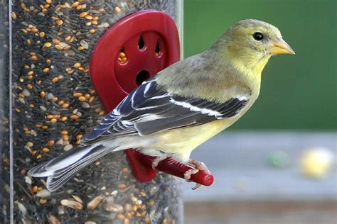 Granivorous Definition—Seed-Eating Birds