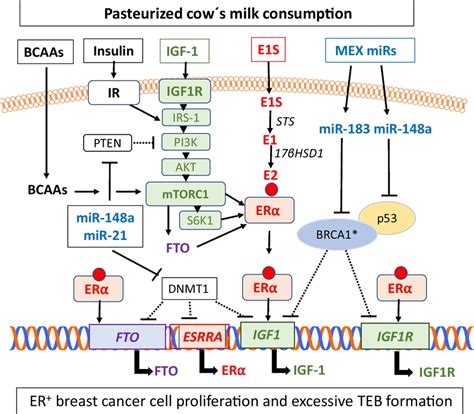 Synergistic interaction of milk-induced signaling pathways between... | Download Scientific Diagram