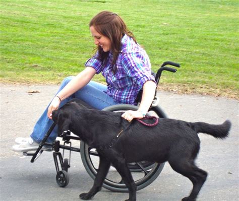 Practicing walking next to a wheelchair. Ready to become a service dog ...