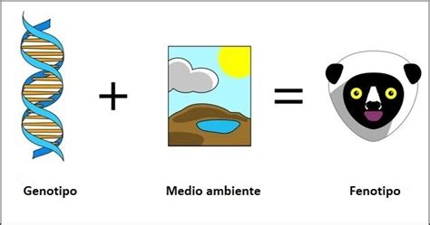 Diferencia entre fenotipo y genotipo - Diferenciando