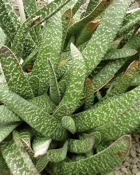 Gasteria Carinata 'Bredasdorp Gasteria' (Care Guide)- Succulents Network