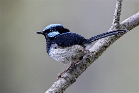 6 aves increíbles que sólo puedes encontrar en Australia - National ...