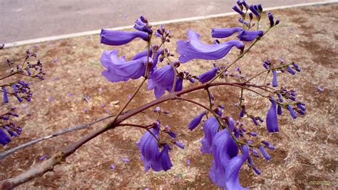 Purple Jacaranda flower HD wallpaper | Pxfuel